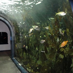 PPG Aquarium - Curved Coastal Tank