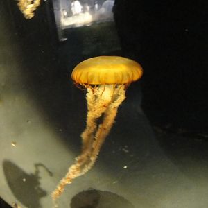 PPG Aquarium - Sea Nettle