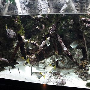 PPG Aquarium - Mangroves Exhibit