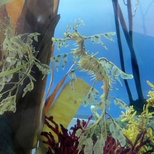 PPG Aquarium - Leafy Sea Dragons