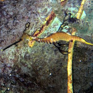PPG Aquarium - Weedy Sea Dragon