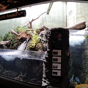 PPG Aquarium - North American Stream Exhibit
