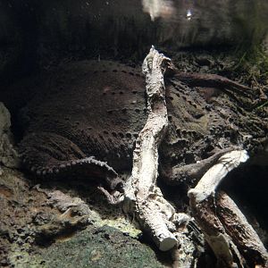 PPG Aquarium - Surinam Toad