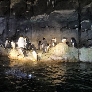 PPG Aquarium - Penguins