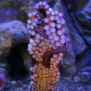 PPG Aquarium - Giant Pacific Octopus