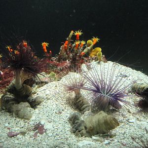 PPG Aquarium - Jewelbox Tank