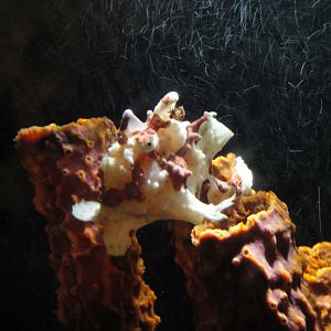 PPG Aquarium - Frogfish