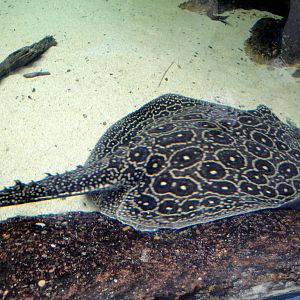 PPG Aquarium - Amazon Freshwater Ray