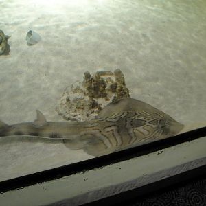 PPG Aquarium - Eastern Fiddler Ray