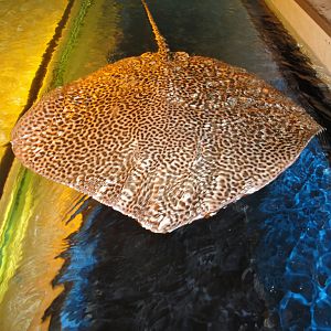 PPG Aquarium - Honeycomb Ray