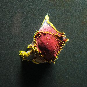 PPG Aquarium - Sea Apple