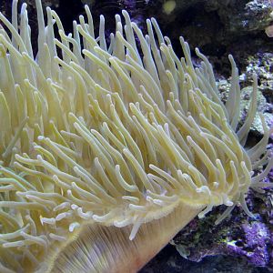 PPG Aquarium - Anenome