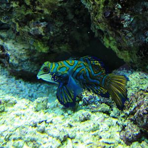 PPG Aquarium - Mandarinfish