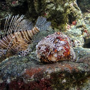 PPG Aquarium - Lionfish and Stonefish
