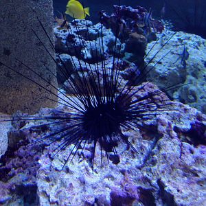 PPG Aquarium - Long-spined Sea Urchin