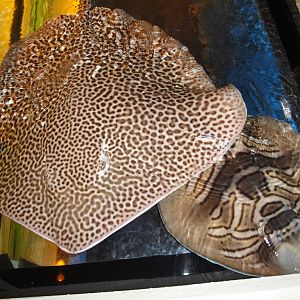 PPG Aquarium - Honeycomb Ray and Eastern Fiddler Ray