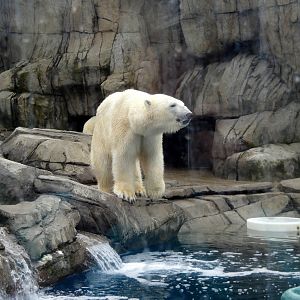 Water's Edge - Polar Bear