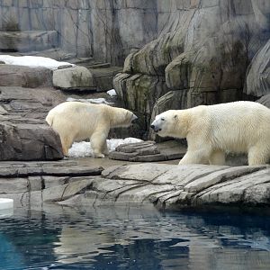 Water's Edge - Polar Bears