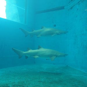 Water's Edge - Sand Tiger Sharks