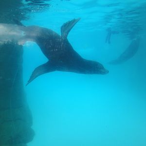 Children's Zoo - California Sea Lion