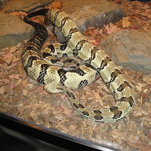 Children's Zoo - Timber Rattlesnake