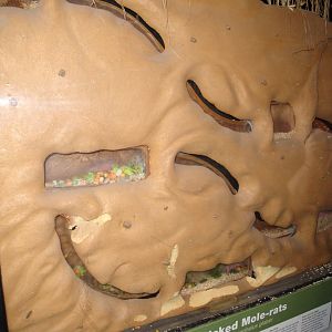 Children's Zoo - Naked Mole Rat Exhibit