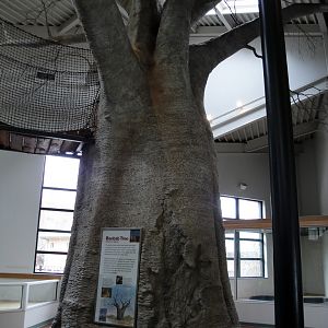 Children's Zoo - Baobab Tree Slide