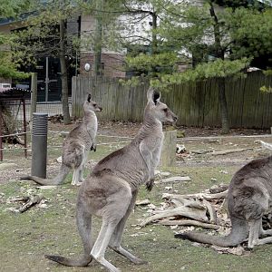 Children's Zoo - Eastern Grey Kangaroo