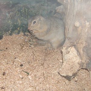 Richardson`s Ground Squirrel