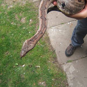 Soloman Island Groung Boa