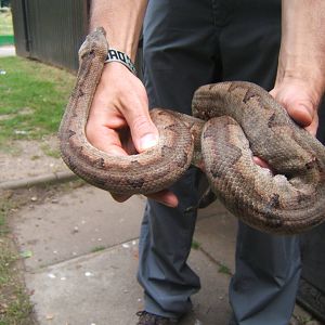 Soloman Island Groung Boa