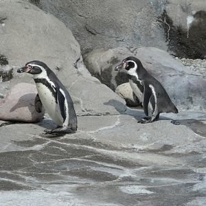 Humbolt Penguins