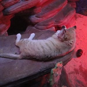 Sand Cat