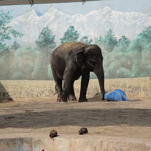 Asian Elephant - Kirina