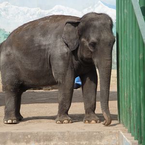 Asian Elephant - Romani
