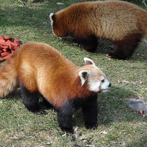Red Pandas