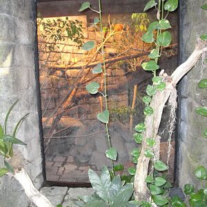 Rainforest - Marmoset Exhibit