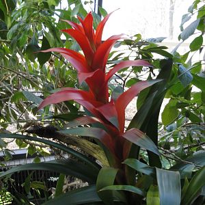 Rainforest - Bromilead