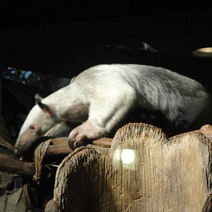 Rainforest - Tamandua