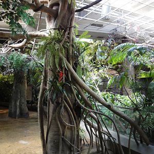 Rainforest - Pathway