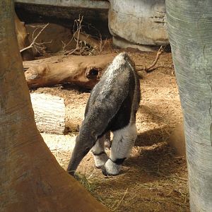 Rainforest - Giant Anteater