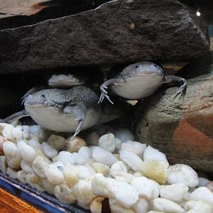 Rainforest - African Clawed Frogs