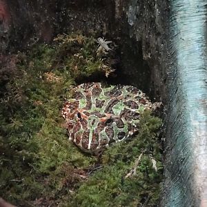 Rainforest - Argentine Horned Frog