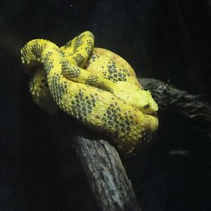 Rainforest - Eyelash Viper