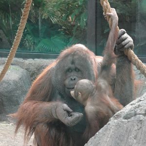 Rainforest - Orangutans