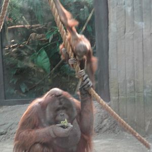Rainforest - Orangutans