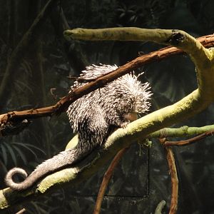 Rainforest - Prehensile-tailed Porcupine
