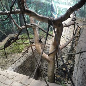 Rainforest - Langur Exhibit