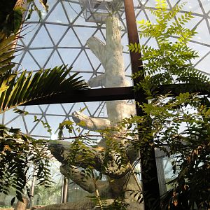 Rainforest - Orangutan Dome