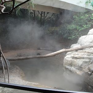 Rainforest - Asian Small-clawed Otter Exhibit